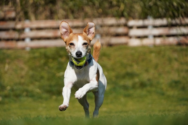 撮影：kaorinさん<br><span class="fnt-85">α6400 / E 18-135mm F3.5-5.6 OSS / 63mm（94mm相当） / シャッター速度優先AE（1/3,200秒・F6.3・±0.0EV） / ISO 640</span>