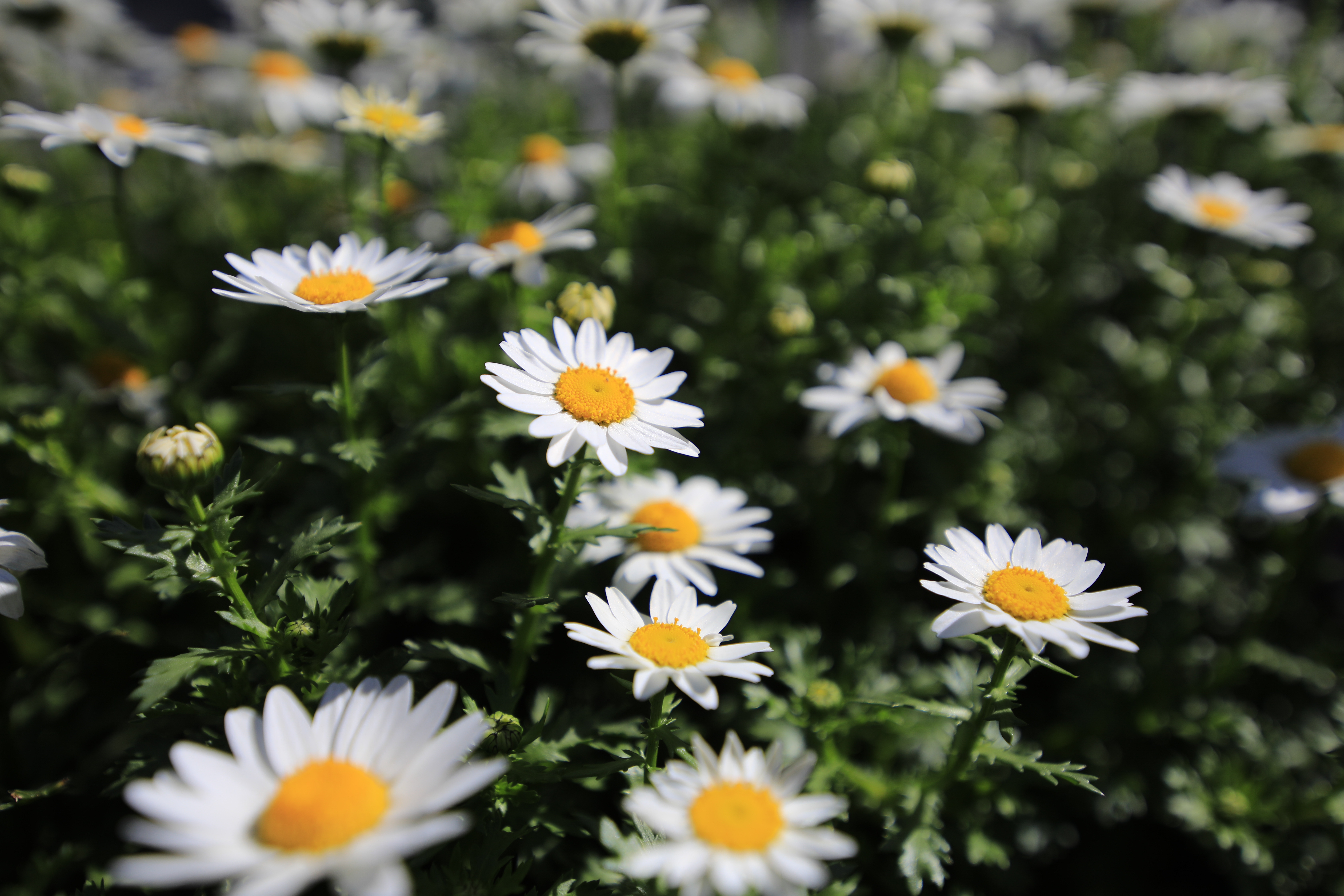 EOS 5D Mark IV / opera 16-28mm F2.8 FF / 28mm / 絞り優先AE（F3.5・1/6,400秒・-0.7EV） / ISO 100