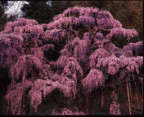 写真展レポート】竹内敏信写真展「日本の桜」NIPPON-NO SAKURA