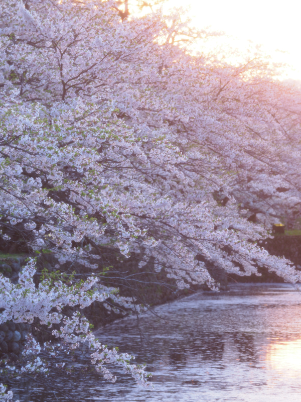 E-M1 Mark II / M.ZUIKO DIGITAL ED 40-150mm F2.8 PRO / 150mm（300mm相当） / 絞り優先AE（1/15秒・F5.0・+0.3EV） / ISO 200