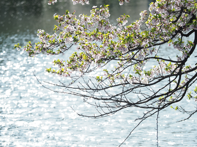 E-M1 Mark II / M.ZUIKO DIGITAL ED 40-150mm F2.8 PRO / 135mm（270mm相当） / 絞り優先AE（1/640秒・F3.5・+1.7EV） / ISO 200