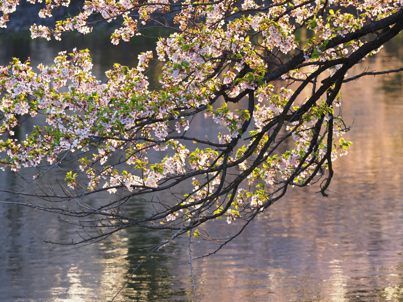 E-M1 Mark II / M.ZUIKO DIGITAL ED 40-150mm F2.8 PRO / 142mm（284mm相当） / 絞り優先AE（1/100秒・F4.0・+0.3EV） / ISO 200