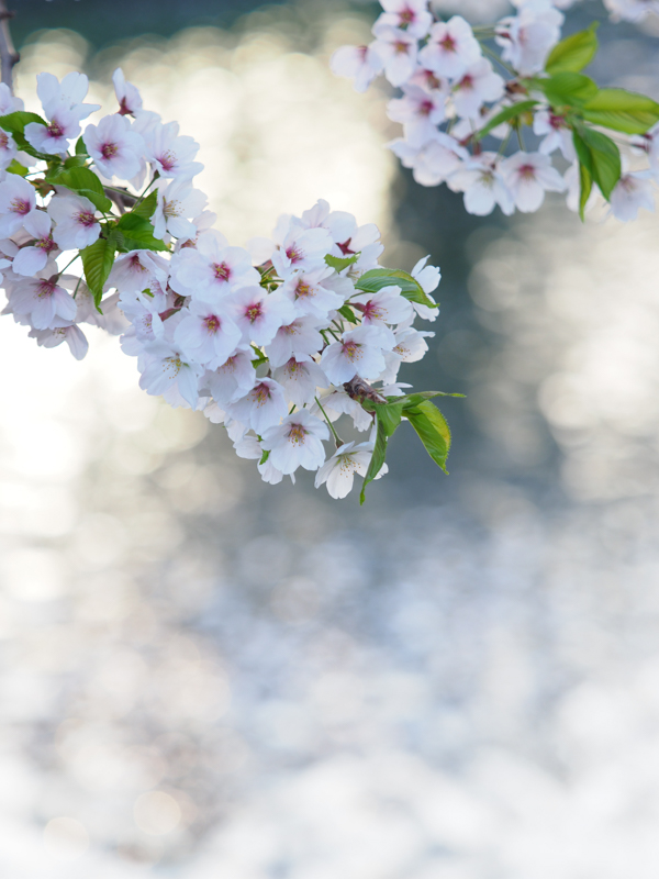 E-M1 Mark II / M.ZUIKO DIGITAL ED 40-150mm F2.8 PRO / 48mm（96mm相当） / 絞り優先AE（60秒・F2.8・+1.3EV） / ISO 200