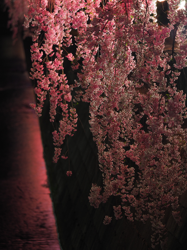 E-M1 Mark II / M.ZUIKO DIGITAL ED 40-150mm F2.8 PRO / 150mm（300mm相当） / 絞り優先AE（0.4秒・F2.8・-0.7EV） / ISO 200