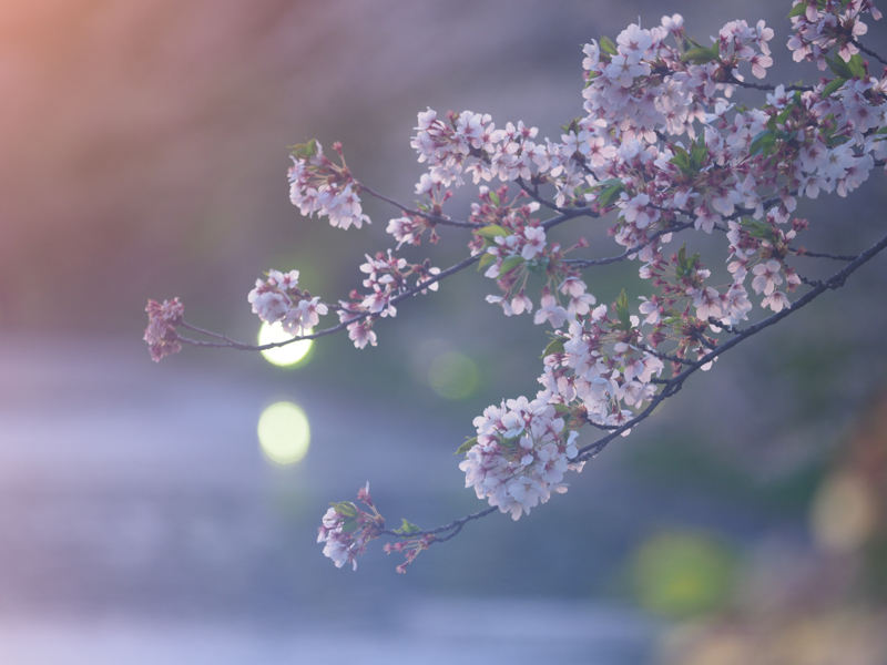 E-M1 Mark II / M.ZUIKO DIGITAL ED 40-150mm F2.8 PRO / 150mm（300mm相当） / 絞り優先AE（1/20秒・F2.8・-0.3EV） / ISO 200