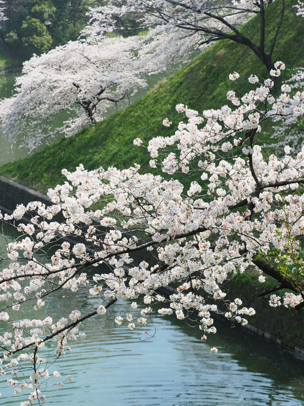 E-M1 Mark II / M.ZUIKO DIGITAL ED 40-150mm F2.8 PRO / 45mm（90mm相当） / 絞り優先AE（1/200秒・F5.6・-0.7EV） / ISO 200