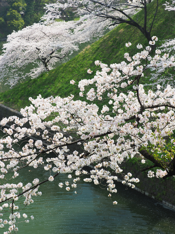 E-M1 Mark II / M.ZUIKO DIGITAL ED 40-150mm F2.8 PRO / 45mm（90mm相当） / 絞り優先AE（1/160秒・F5.6・-0.7EV） / ISO 200