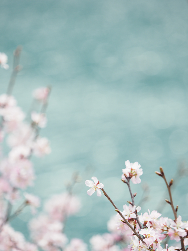 E-M1 Mark II / M.ZUIKO DIGITAL ED 40-150mm F2.8 PRO / 125mm（250mm相当） / 絞り優先AE（1/500秒・F2.8・0.7EV） / ISO 200