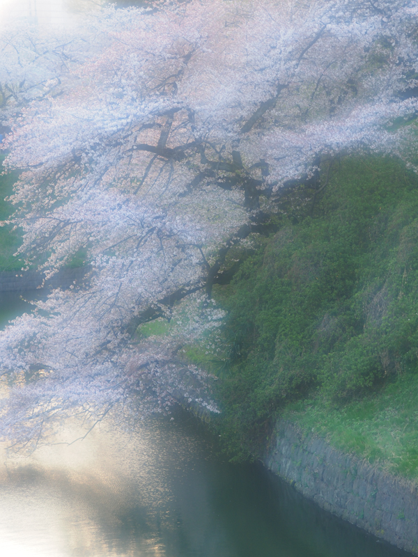 E-M1 Mark II / M.ZUIKO DIGITAL ED 40-150mm F2.8 PRO / 70mm（140mm相当） / 絞り優先AE（1/20秒・F3.2・+0.3EV） / ISO 200