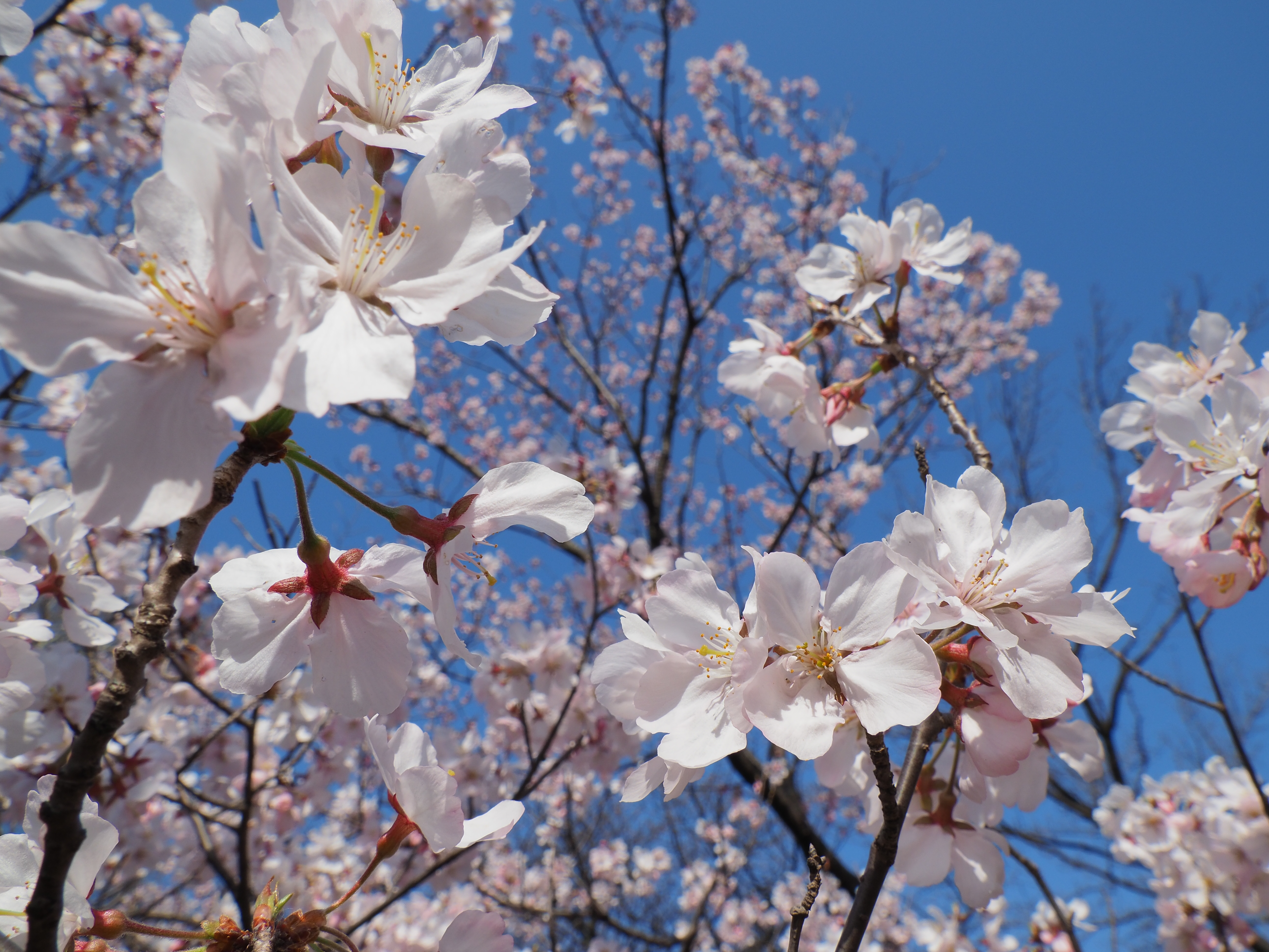 OM-D E-M1 Mark II / M.ZUIKO DIGITAL ED 12-200mm F3.5-6.3 / 12mm / 絞り優先AE（F11・1/250秒・+0.3EV） / ISO 200