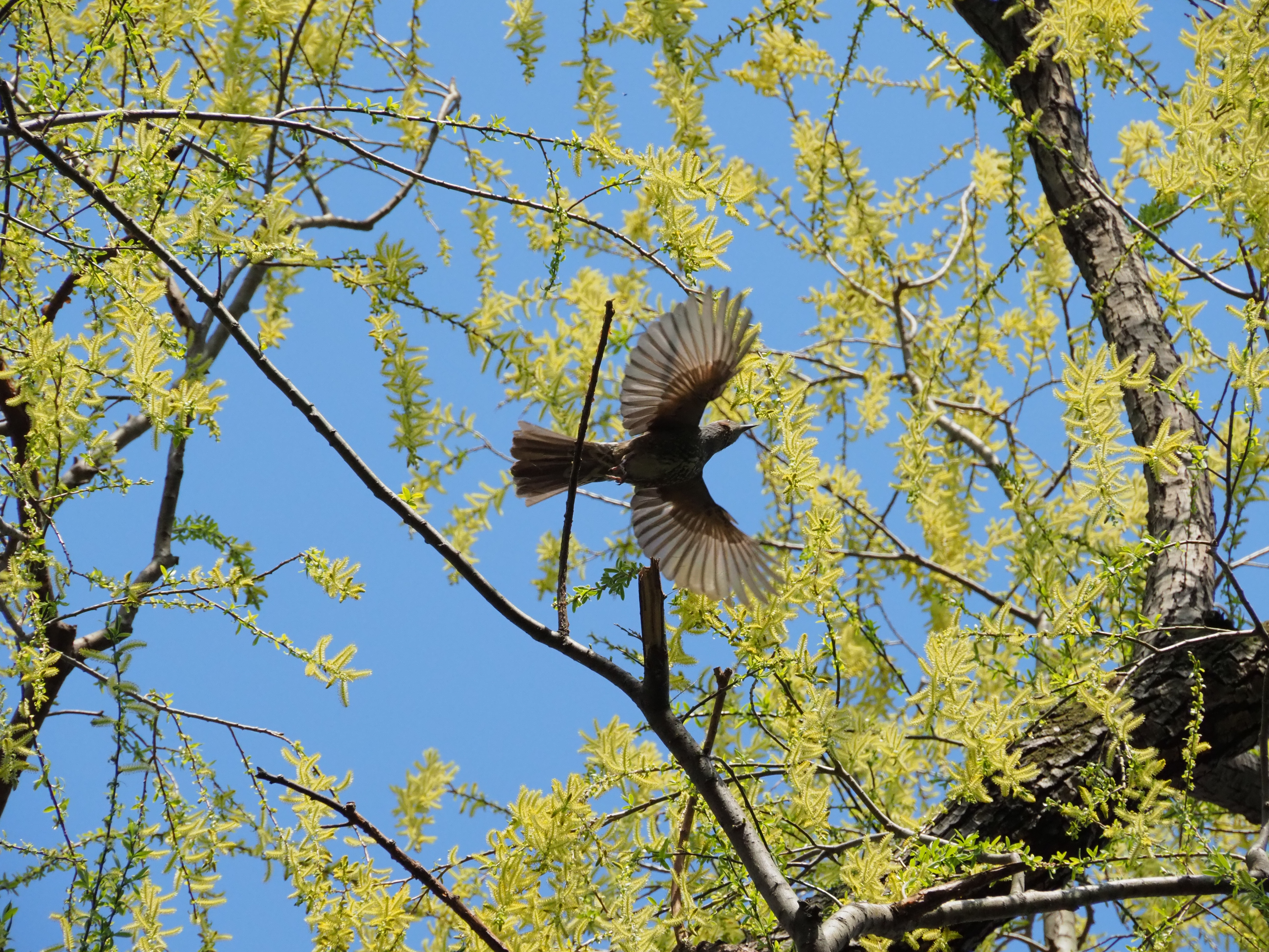 OM-D E-M1 Mark II / M.ZUIKO DIGITAL ED 12-200mm F3.5-6.3 / 200mm / マニュアル露出（F11・1/1,600秒・+0.7EV） / ISO 2000