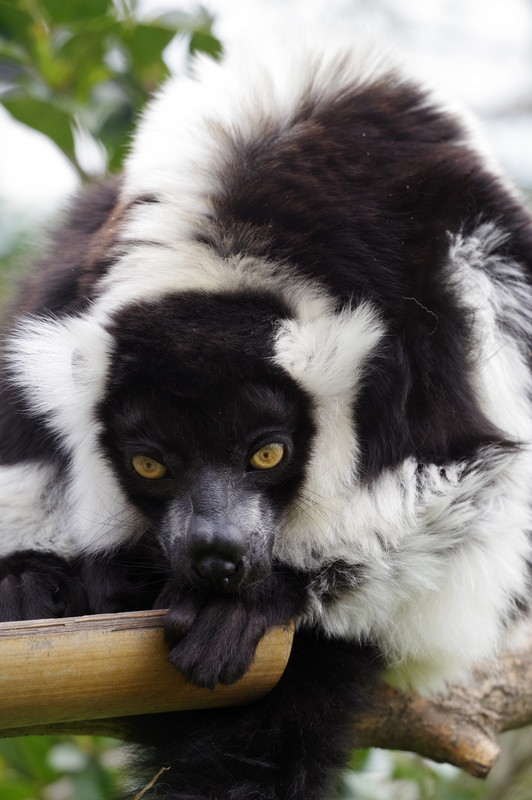 PENTAX KP / 絞り優先AE（F6.3・1/100秒・-0.7EV） / ISO 200 / カスタムイメージ 鮮やか / WBオート / 170mm（261mm相当）