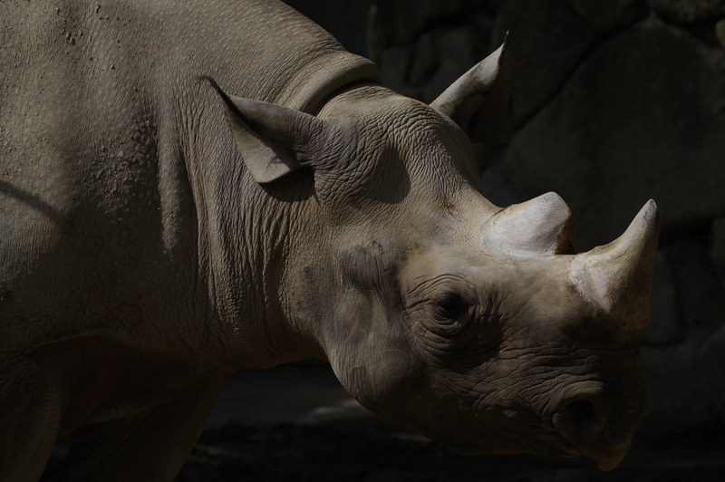 PENTAX KP / 絞り優先AE（F8.0・1/800秒・-2EV） / ISO 200 / カスタムイメージ 鮮やか / WBオート / 190mm（291mm相当）