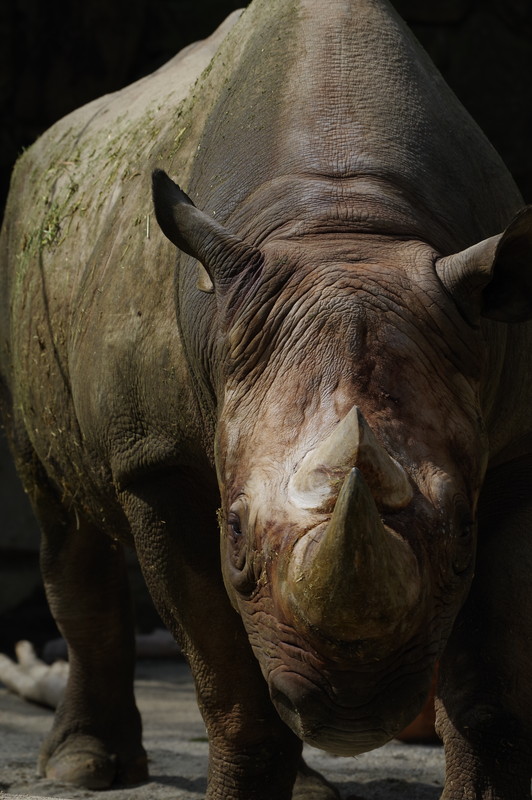 PENTAX KP / 絞り優先AE（F8.0・1/640秒・-1.3EV） / ISO 200 / カスタムイメージ 鮮やか / WBオート / 170mm（261mm相当）