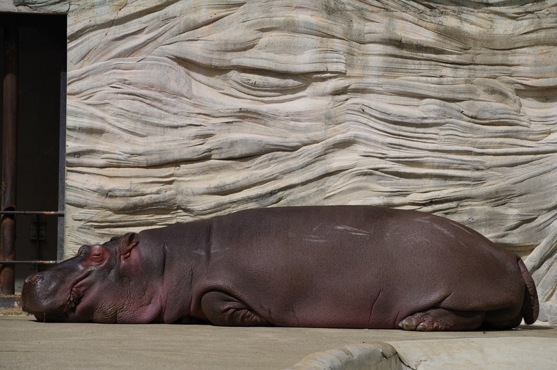 PENTAX KP / 絞り優先AE（F8.0・1/2000秒・-0.7EV） / ISO 400 / カスタムイメージ 鮮やか / WBオート / 98mm（150mm相当）