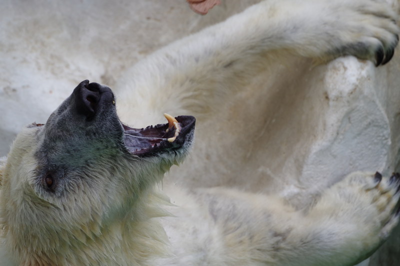 PENTAX KP / 絞り優先AE（F6.3・1/1,000秒・-0.3EV） / ISO 400 / カスタムイメージ 鮮やか / WBオート / 210mm（322mm相当）