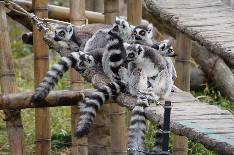 PENTAX KP / 絞り優先AE（F8.0・1/800秒・-0.3EV） / ISO 800 / カスタムイメージ 鮮やか / WBオート / 300mm（460mm相当）