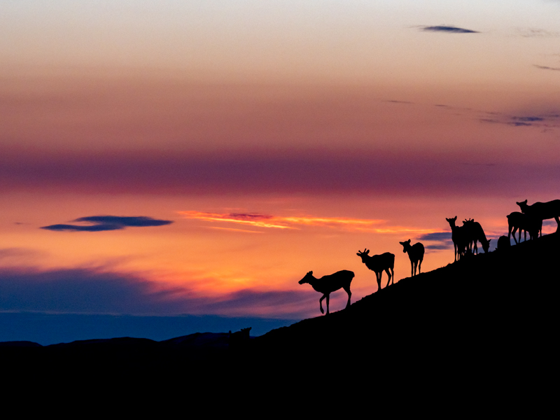 深夜3時、カリブーの群れに出合った。6月のこの時期、太陽が沈むのはわずかの間だが、空がほの紅く染まっていた。<span class="fnt-85"><br>E-M1 Mark II / M.ZUIKO DIGITAL ED 40-150mm F2.8 PRO / 150mm（300mm相当） / 絞り優先AE（F5.0・1/1,250秒・+0.3EV） / ISO 200</span>