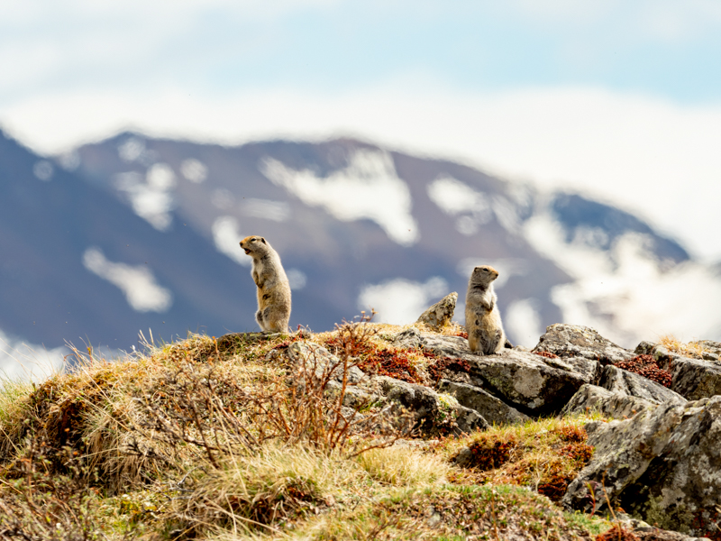 外の様子をうかがっているホッキョクジリス。決定的な瞬間を確実に捉えられるE-M1 Mark IIのプロキャプチャーモードを 使って、ホッキョクジリスが鳴く瞬間を狙った。<br><span class="fnt-85">M.ZUIKO DIGITAL ED 300mm F4.0 IS PRO / 300mm（600mm相当） / 絞り優先AE（F6.3、1/640秒、-0.3EV） / ISO 200</span>