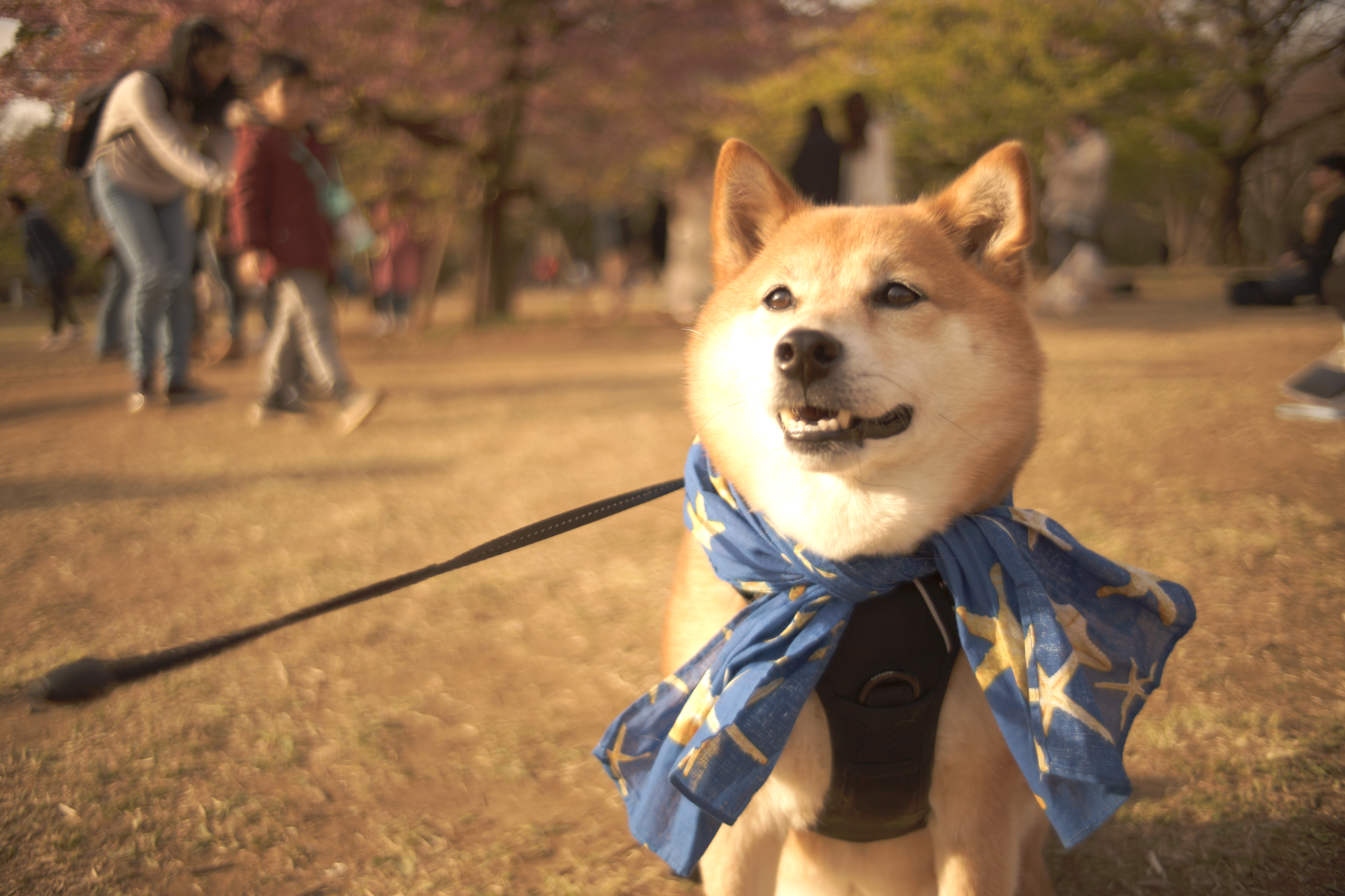 α7 II / Lomogon 2.5/32 / 1/1,000秒 / F2.5 / ISO 100