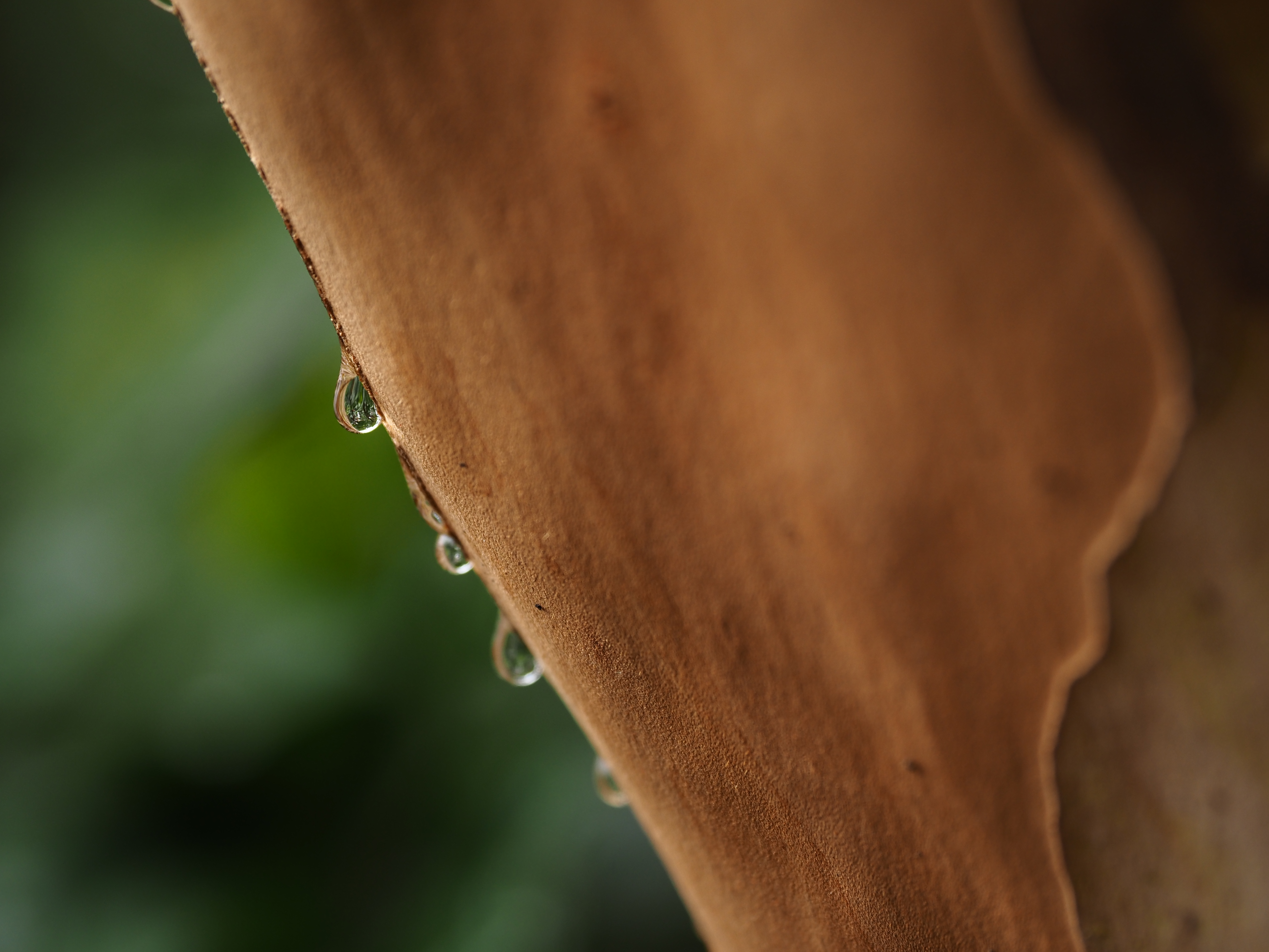 M.ZUIKO DIGITAL ED 12-100mm F4.0 IS PRO / 100mm / 1/80秒 / F4 / −0.7EV / ISO200 / 絞り優先AE / ピクチャーモード：Vivid / WB：5600K / ハイライト&シャドウコントロール：Highlight +4, Midtone 0, Shadow -2