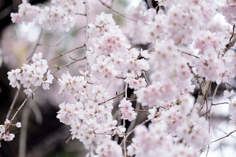 X-E3 / XF55-200mmF3.5-4.8 R LM OIS / 104.9mm（200mm相当） / 絞り優先AE（1/250秒・F4.8・+0.3EV） / ISO 200 / 三脚（UT-3AR）使用