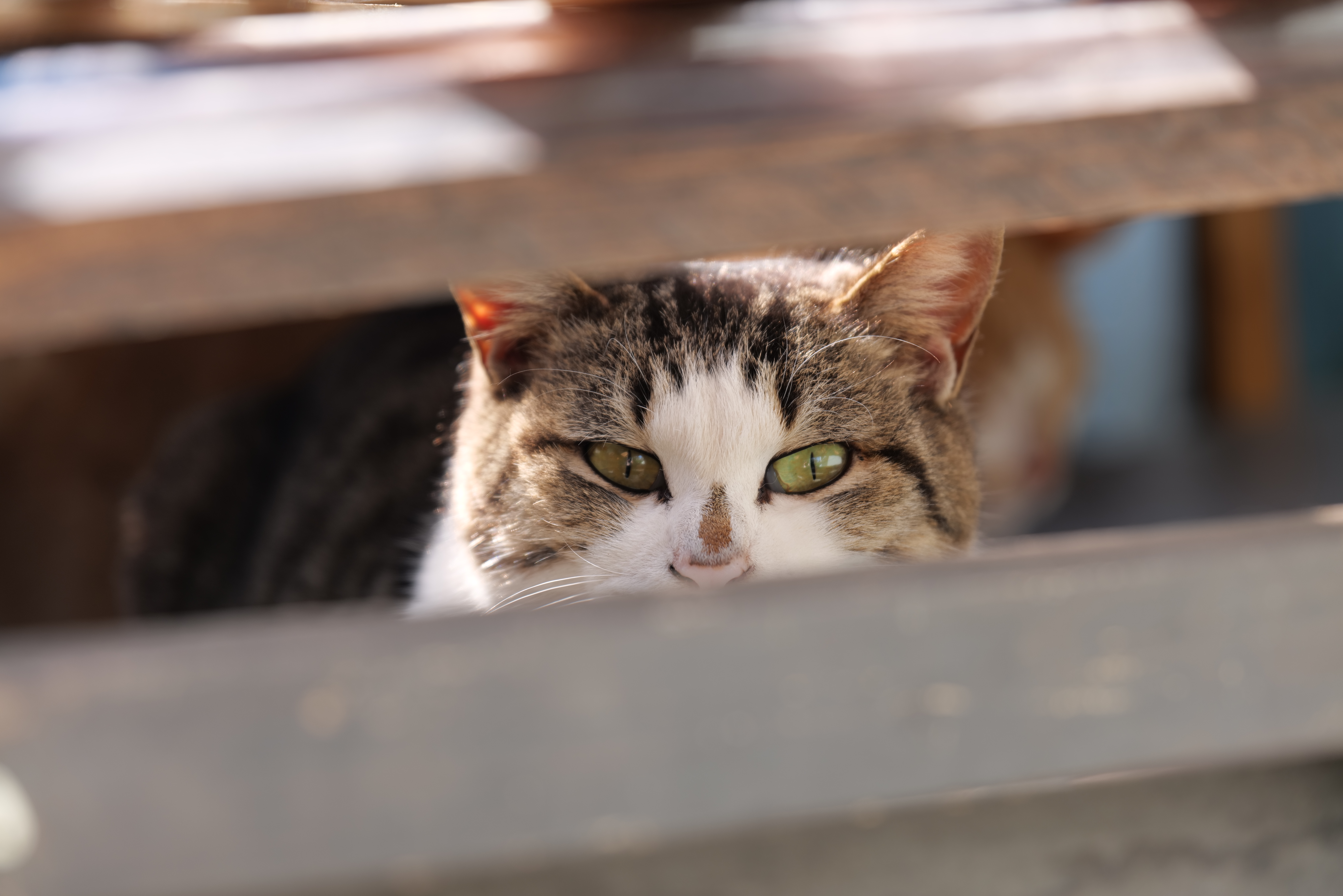 LUMIX S1R / LUMIX S 24-105mm F4 MACRO O.I.S. / ISO 100 / F4 / 1/40秒 / +0.3EV / 105mm