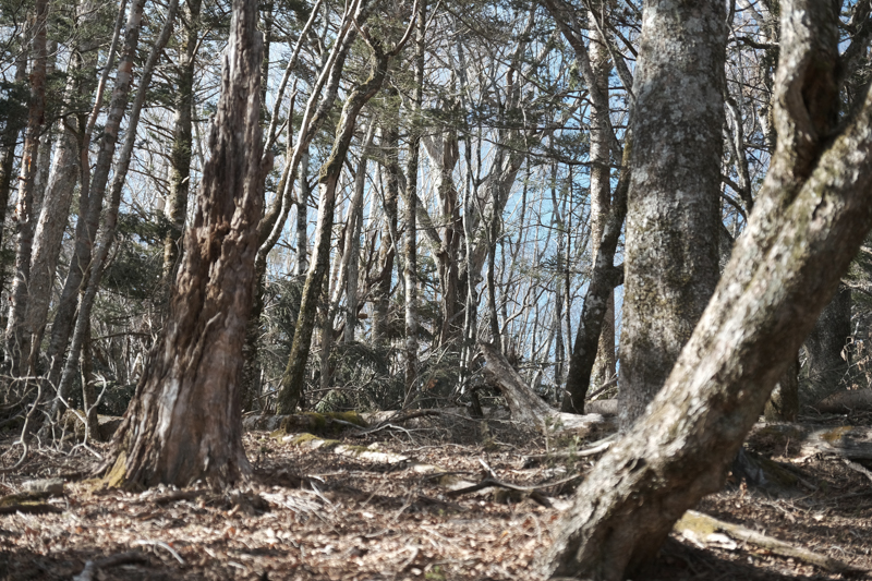 日原から雲取山に向かう道、野陣尾根。登山者が少ないので、鹿などの野生動物に出会える野趣に富んだ静かな道である。<br><span class="fnt-85">X-H1 / XF16-55mmF2.8 R LM WR / 55mm（83mm相当） / 絞り優先AE（1/600秒・F2.8・±0EV） / ISO 200</span>