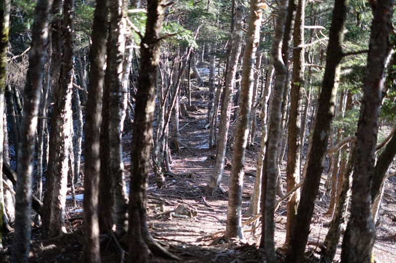 長沢背稜。右が東京都で左が埼玉県。境界線上を歩いていく。この先に酉谷山がある。<br><span class="fnt-85">X-H1 / XF35mmF1.4 R / 35mm（52.5mm相当） / 絞り優先AE（1/480秒・F1.4・±0EV） / ISO 200</span>