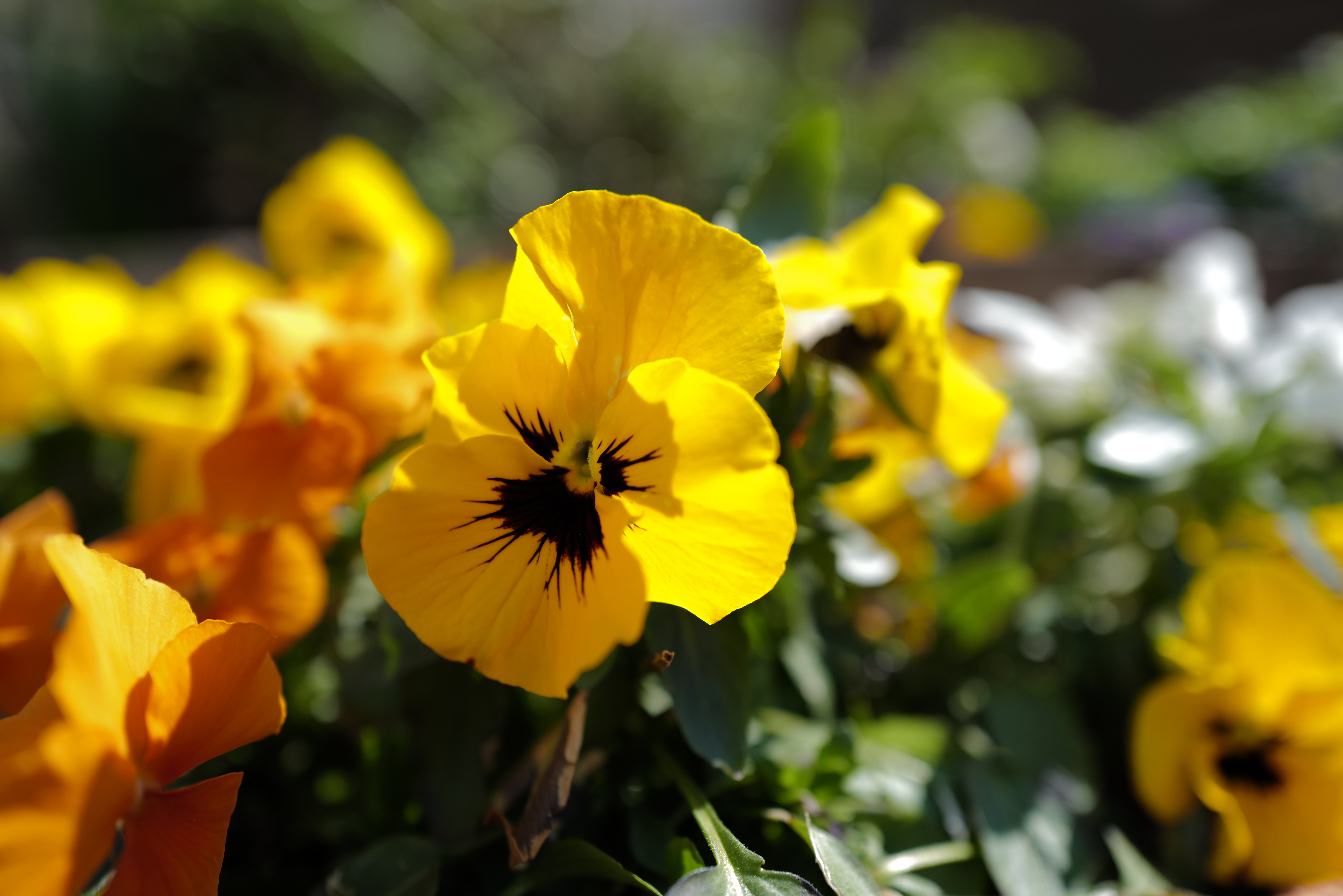 LEICA Q2 / ISO 50 / F2.8 / 1/640秒 / +0.3EV