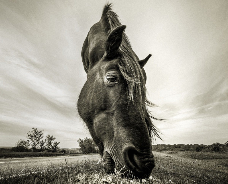 wild meal<br><span class="fnt-85">© Kenichiro Hagiwara, courtesy of Sony World Photography Awards 2019</span>