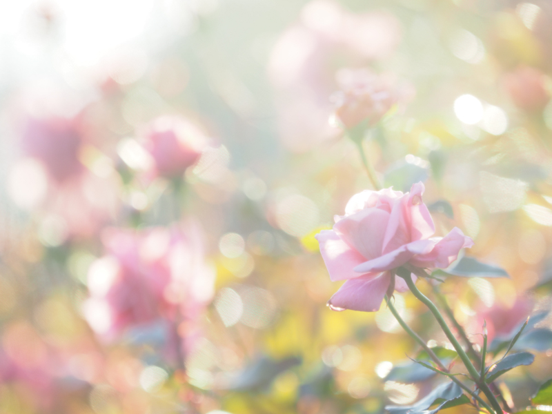 E-M1 Mark II / M.ZUIKO DIGITAL ED 40-150mm F2.8 PRO / 150mm（300mm相当） / 絞り優先AE（1/250秒・F2.8・+1.7EV） / ISO 200 / DHG ポートレートソフト