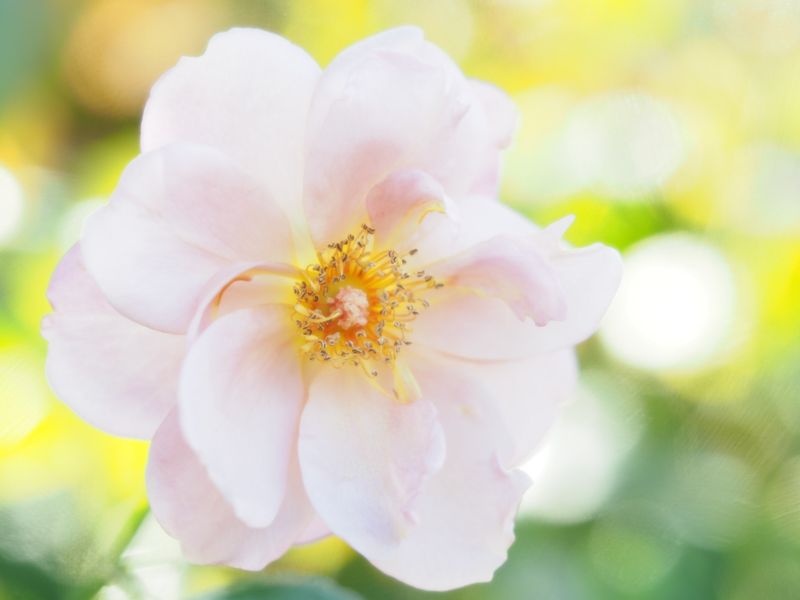 E-M1 Mark II / M.ZUIKO DIGITAL ED 60mm F2.8 Macro / 60mm（120mm相当） / 絞り優先AE（1/80秒・F2.8・±2.0EV） / ISO 200 / DHG レトロソフト