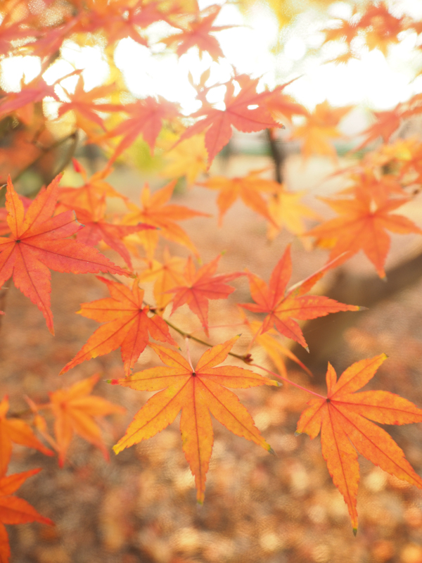 E-M1 Mark II / M.ZUIKO DIGITAL ED 12-40mm F2.8 PRO / 12mm（24mm相当） / 絞り優先AE（1/30秒・F2.8・+1.3EV） / ISO 200 / DHG レトロソフト