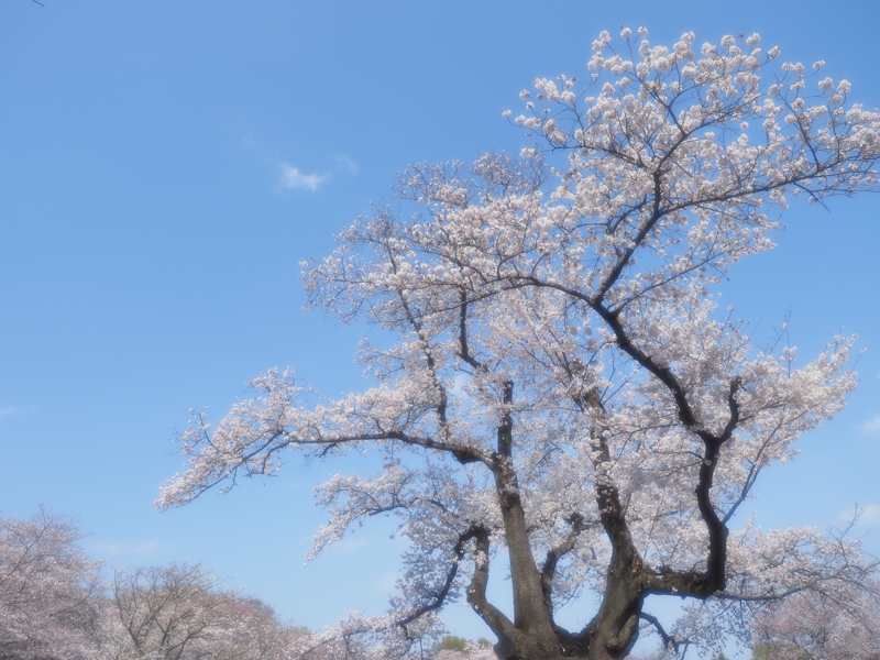 E-M1 Mark II / M.ZUIKO DIGITAL ED 12-40mm F2.8 PRO / 12mm（24mm相当） / 絞り優先AE（1/1,600秒・F4.0・+0.7EV） / ISO 200 / DHG ソフトファンタジー