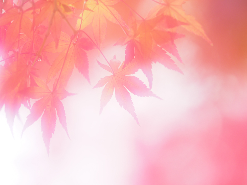 E-M1 Mark II / M.ZUIKO DIGITAL ED 40-150mm F2.8 PRO / 150mm（300mm相当） / 絞り優先AE（1/250秒・F2.8・+2.3EV） / ISO 200 / DHG ソフトファンタジーII