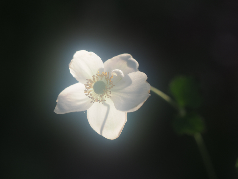 E-M1 Mark II / M.ZUIKO DIGITAL ED 60mm F2.8 Macro / 60mm（120mm相当） / 絞り優先AE（1/800秒・F2.8・-0.3EV） / ISO 200 / DHG フォギーソフト