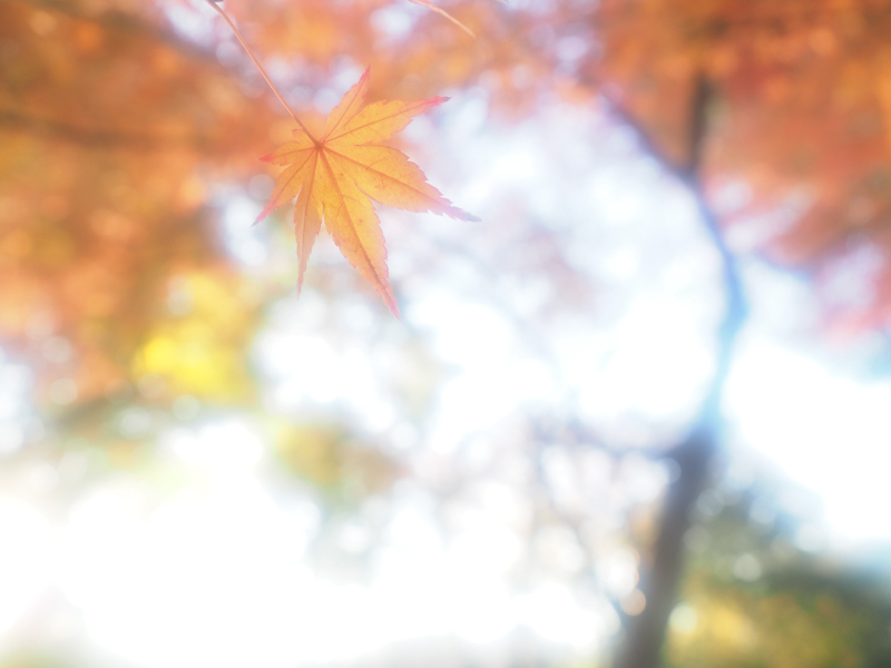 E-M1 Mark II / M.ZUIKO DIGITAL ED 12-40mm F2.8 PRO / 12mm（24mm相当） / 絞り優先AE（1/50秒・F2.8・+3.0EV） / ISO 200 / DHG フォギーソフト