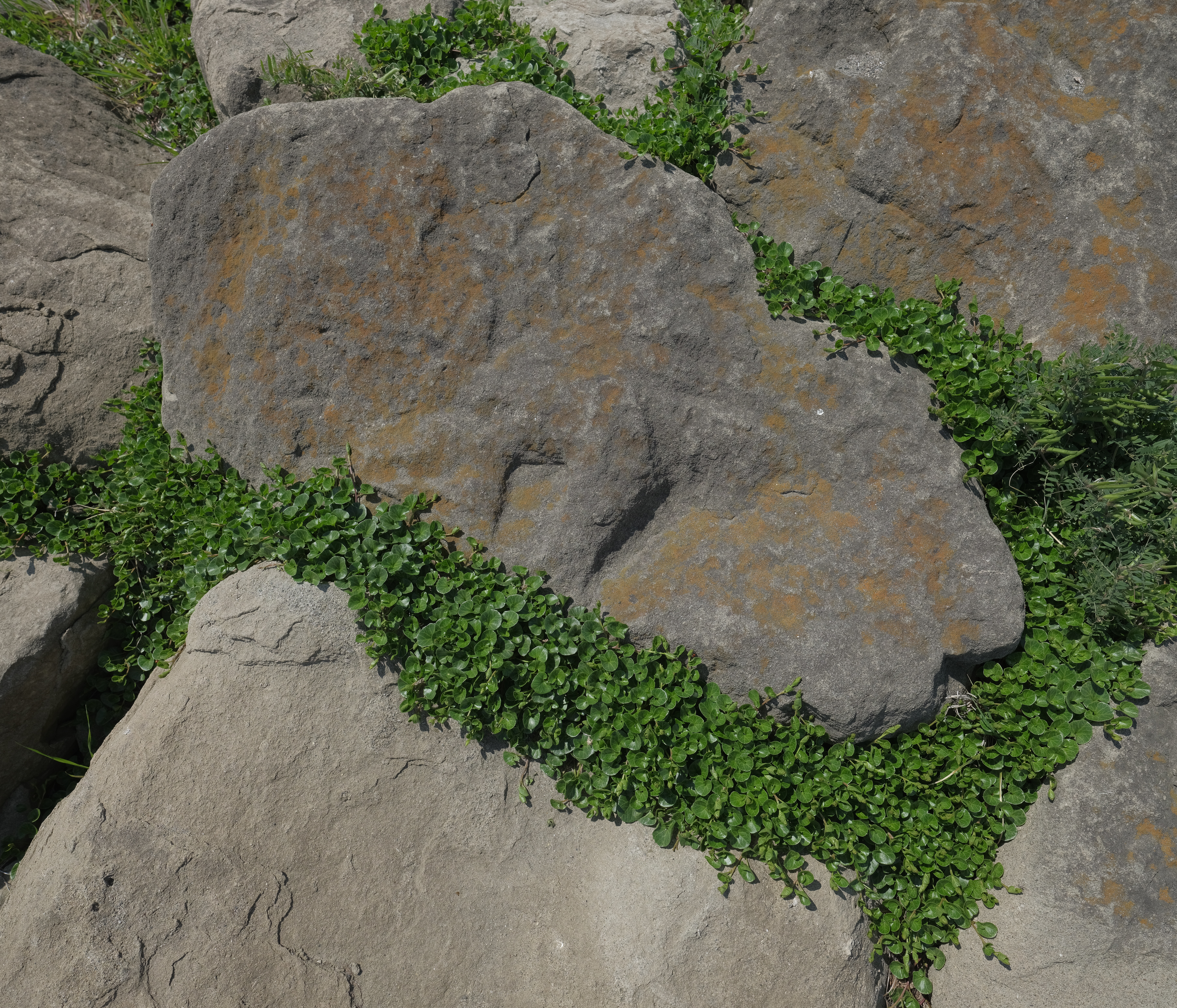 GFX 50R / GF23mmF4 R LM WR / ISO 200 / F9 / 1/550秒 / -0.3EV