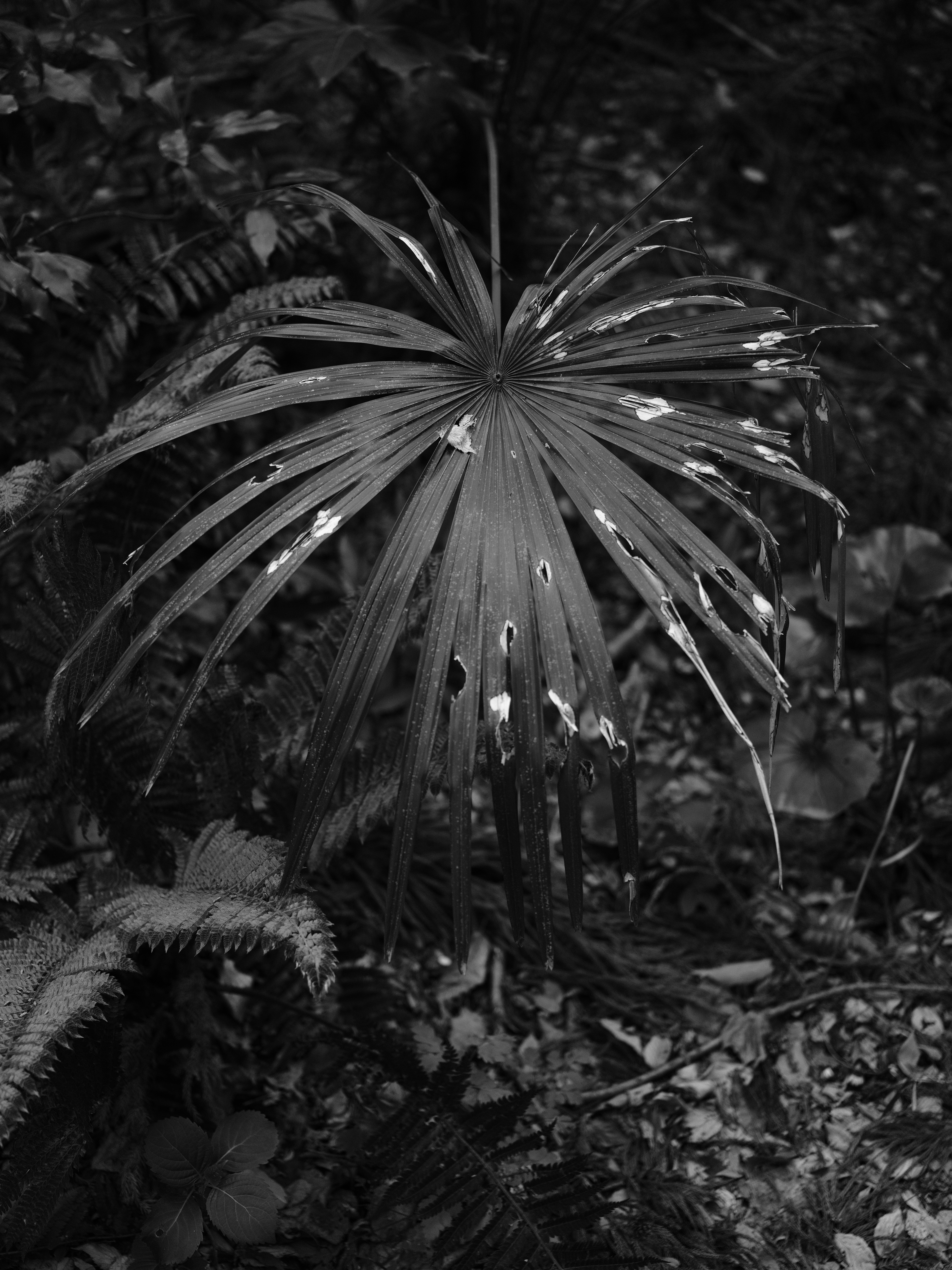 GFX 50R / GF63mmF2.8 R WR / ISO 500 / F2.8 / 1/450秒 / -1EV / ACROS