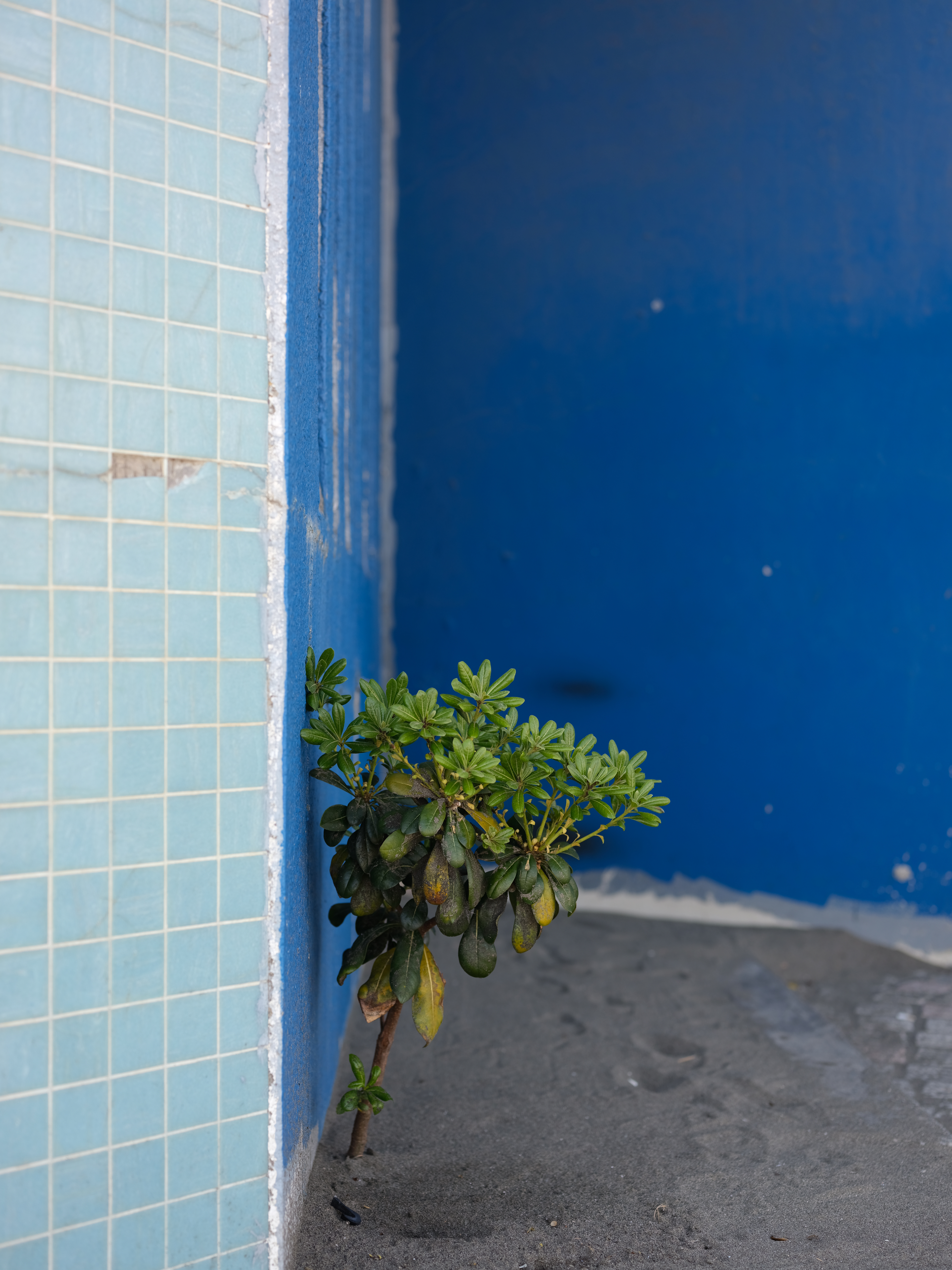 GFX 50R / GF63mmF2.8 R WR / ISO 200 / F4 / 1/170秒 / ±0EV / ProNegStd