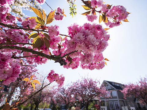 ©Kazutoshi Yoshimura