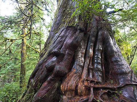 ©Kazutoshi Yoshimura