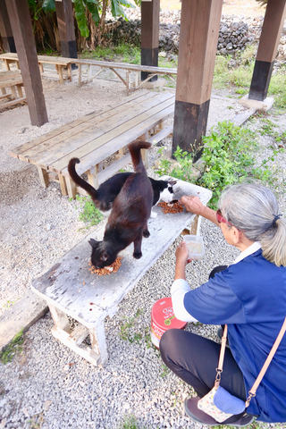カメラ旅女の全国ネコ島めぐり】のどかな南の島で、美しい景観に