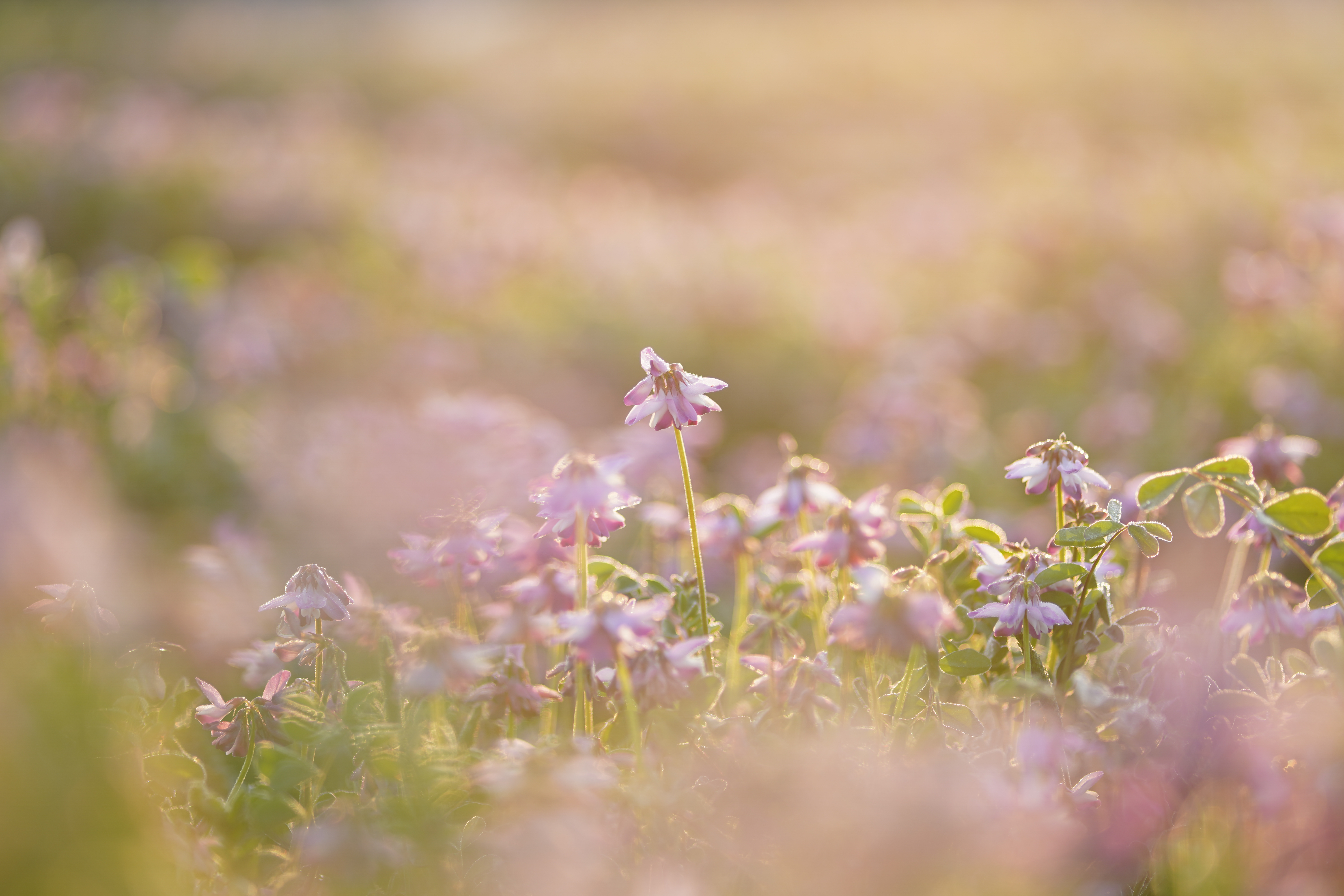 ソニーα7 III / Tokina FíRIN 100mm F2.8 FE MACRO / 100mm / 絞り優先AE（F2.8・1/160秒・+1.0EV） / ISO 100