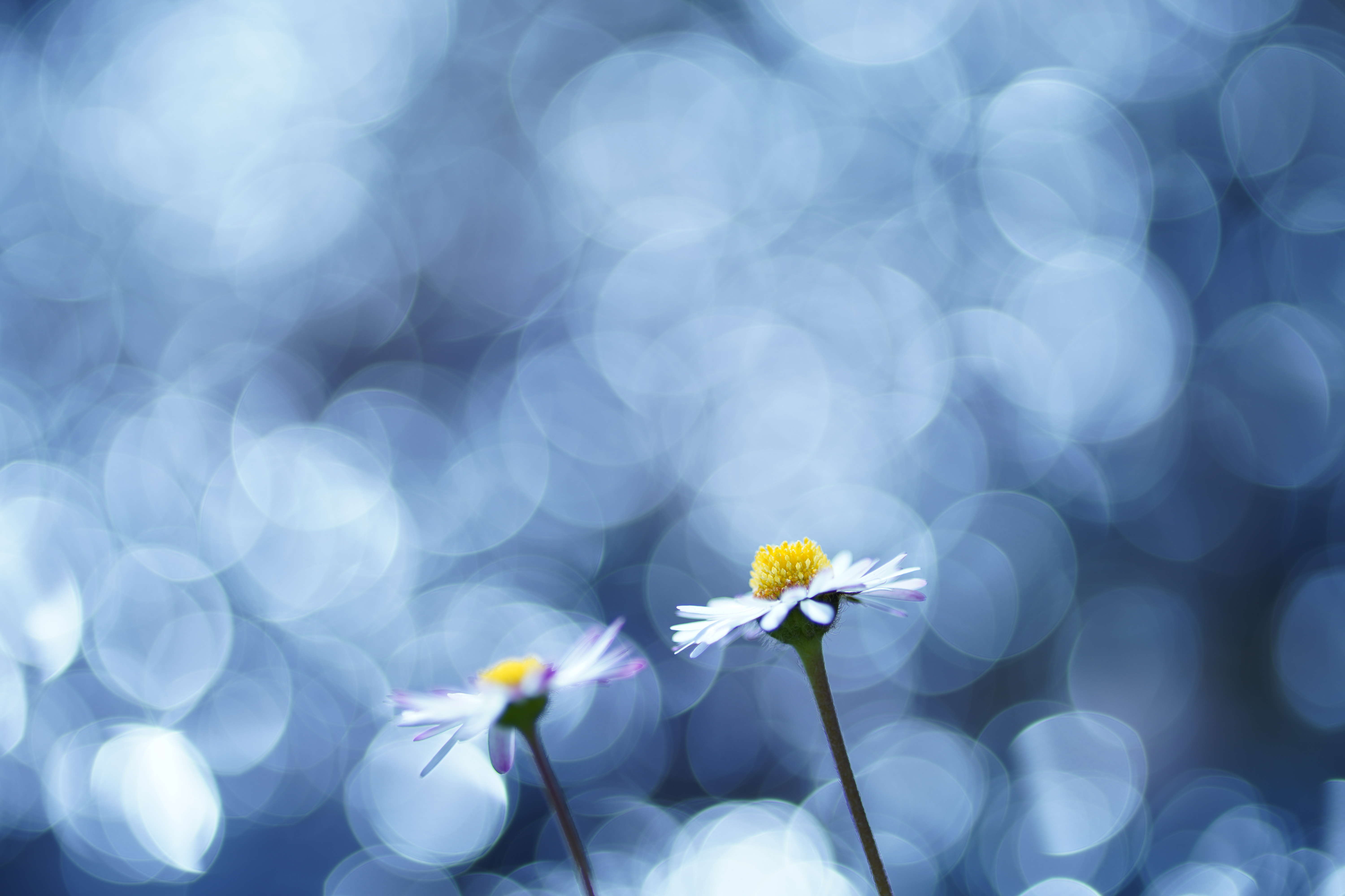 ソニーα7 III / Tokina FíRIN 100mm F2.8 FE MACRO / 100mm / 絞り優先AE（F2.8・1/1,000秒・+1.0EV） / ISO 100