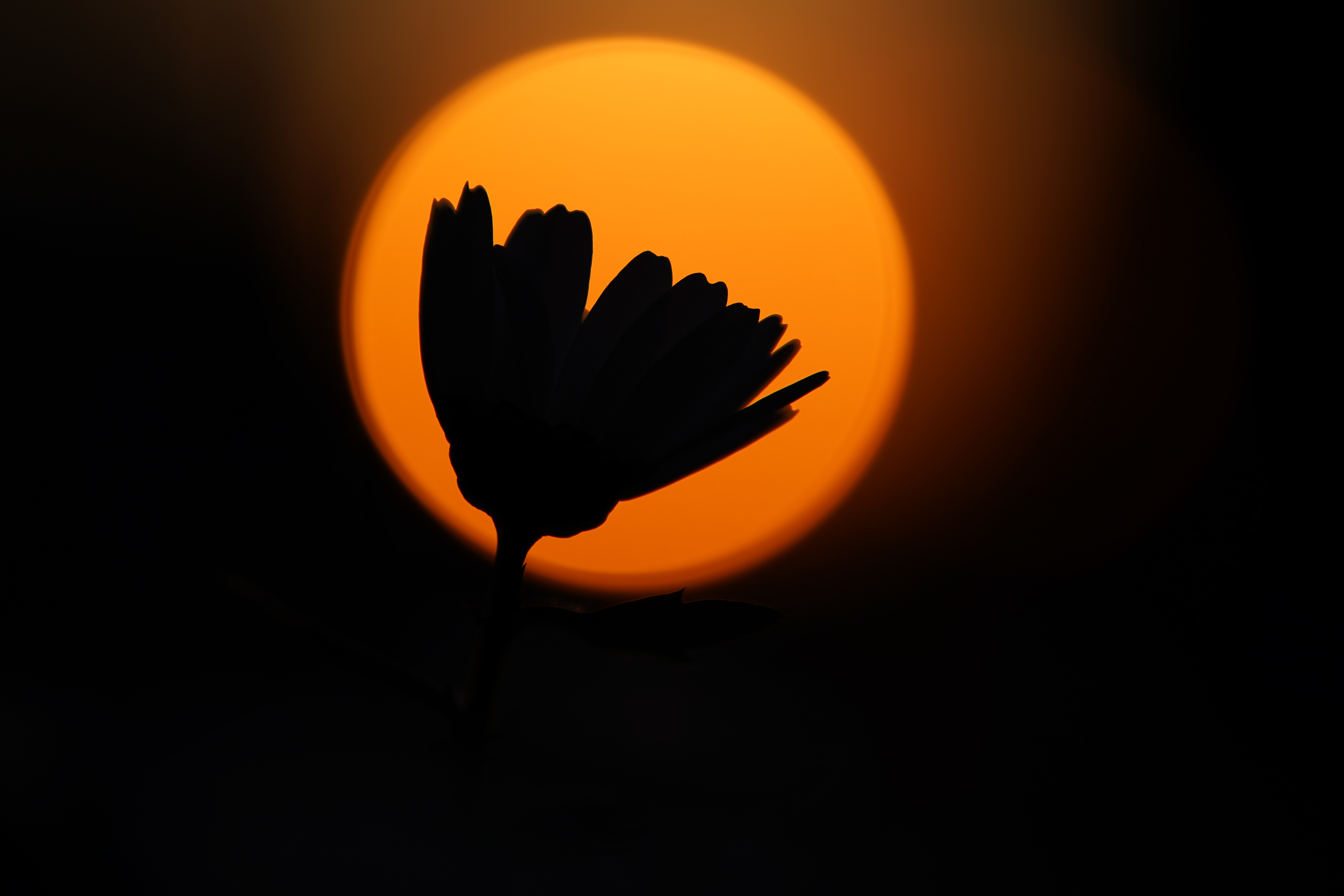 ソニーα7 III / Tokina FíRIN 100mm F2.8 FE MACRO / 100mm / 絞り優先AE（F2.8・1/4,000秒・-2.0EV） / ISO 100