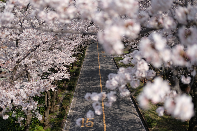 東京さくらトラム沿線、荒川自然公園にて撮影。<br><span class="fnt-85">X-Pro2 / XF35mmF2 R WR / 35mm（52.5mm相当） / 絞り優先AE（1/6,000秒・F2.0・±0EV） / ISO 200</span>