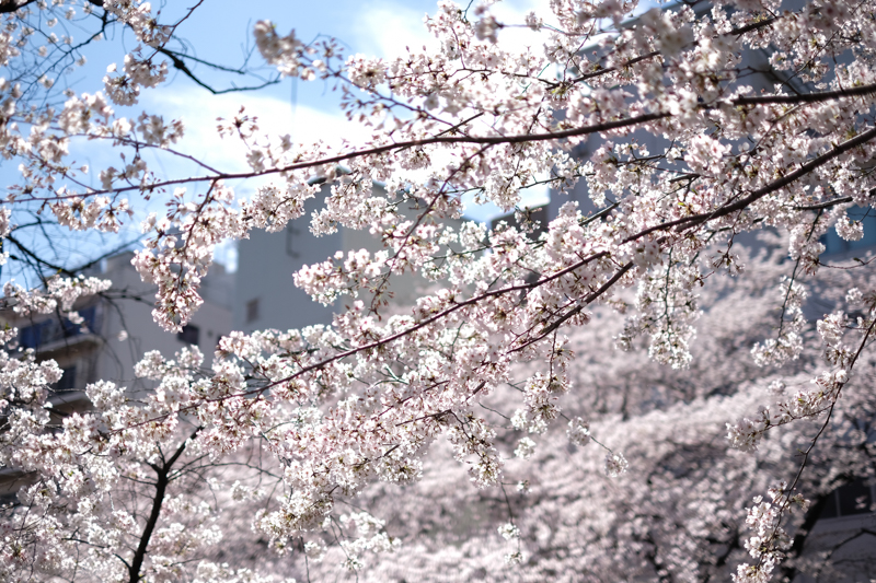 停留所番号29「面影橋」近くを流れる神田川の桜。<br><span class="fnt-85">X-Pro2 / XF35mmF1.4 R / 35mm（52.5mm相当） / 絞り優先AE（1/7,000秒・F1.4・+0.3EV） / ISO 100</span>
