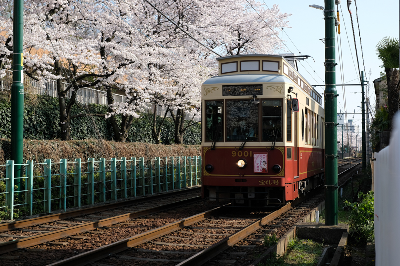 東京さくらトラムと桜を同時に入れる典型的な写真も狙ってみた。車体のカラーバリエーションは豊富。<br><span class="fnt-85">X-Pro2 / XF35mmF1.4 R / 35mm（52.5mm相当） / 絞り優先AE（1/400秒・F5.6・±0EV） / ISO 200</span>